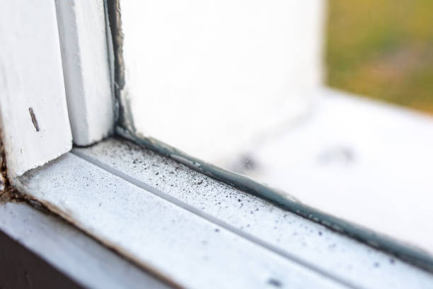 Best Mold-Related Health Consultation  in Taft, TX