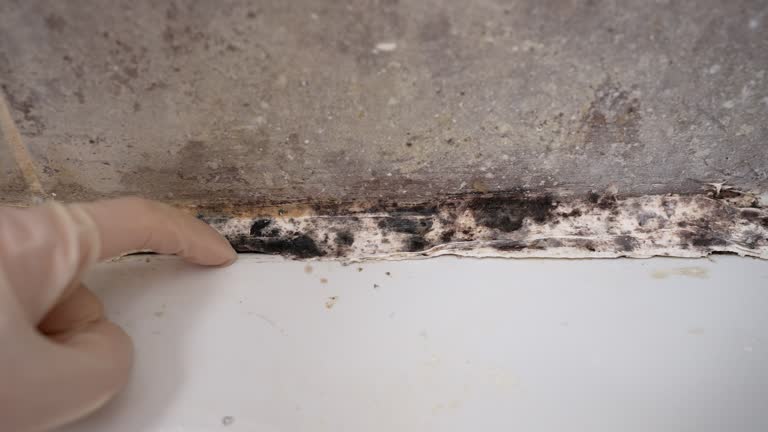 Best Air Quality Testing for Mold Spores  in Taft, TX